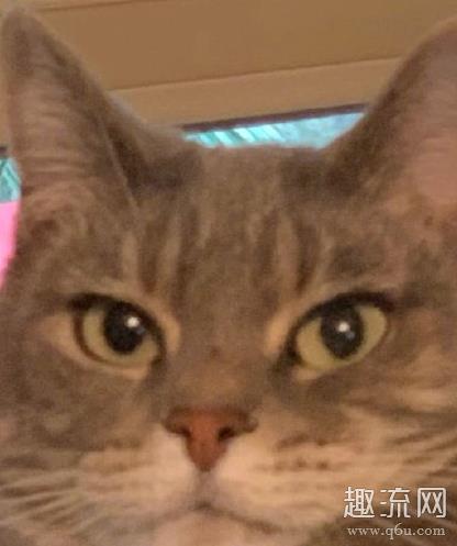 985头是什么意思 996头，007头是什么梗图片