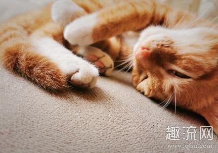 打工人你好狠的心是什么意思什么梗 送猫去猫咖里打工怎么收费