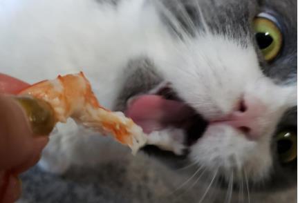 猫咪吃虾要剥壳吗