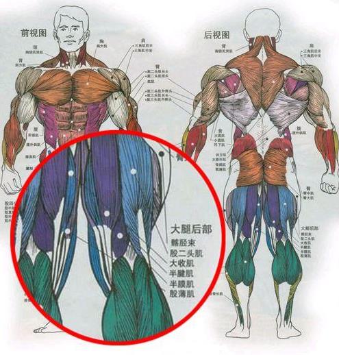 健身需要练腿吗 怎样才能全面练腿