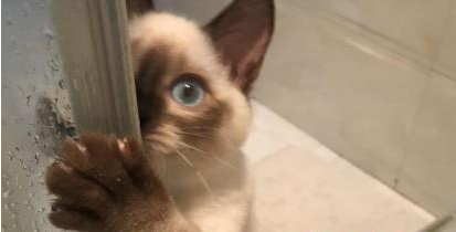 猫咪为什么喜欢跟着主人走