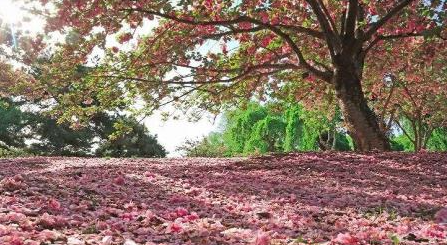 2022广州樱花节什么时候开始(去广州看樱花几月合适)