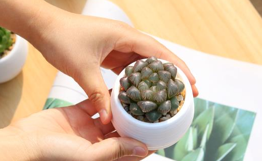 玉露群生的好还是单头的好(玉露旁边长了很多头怎么办)