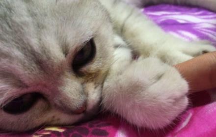 猫咪流泪是什么原因出问题了吗(猫咪流眼泪是委屈吗)