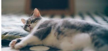 酒精对猫有害处吗(家里养猫用酒精消毒好吗)