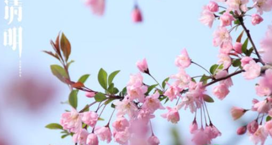 清明节交运有什么讲究(2022年清明节前三天交运是哪天)