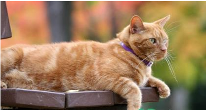 猫咪打疫苗过敏会死掉吗(猫咪对疫苗过敏还要打吗)