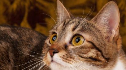 猫咪的胡子有什么用