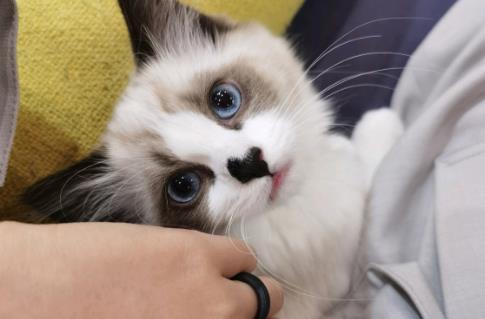 门店的布偶猫要2000可以相信么(为什么有的布偶猫才2000元)