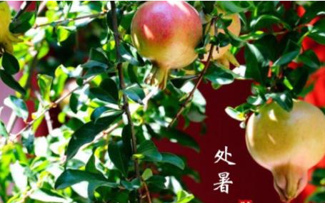 处暑和出伏一样吗(处暑是几伏天2021)