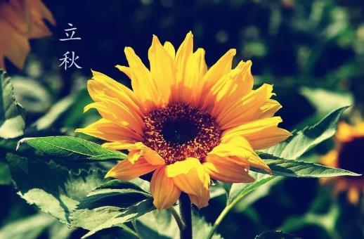 立秋后睡凉席会得荨麻疹吗(凉席使用注意事项)