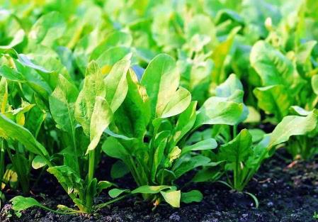自己种波菜怎么预防菠菜抽薹