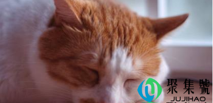 猫咪应激反应的有哪些表现(猫咪换环境应激反应多久能好)