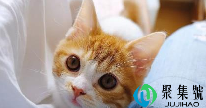 如何养好一只橘猫(为什么橘猫喜欢咬人)