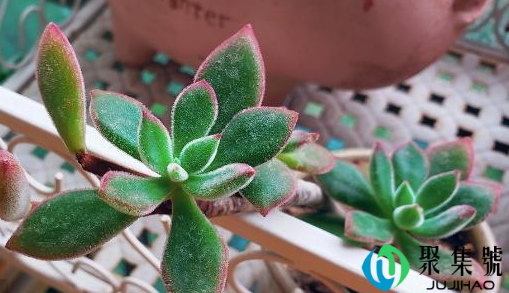 砍下来的多肉怎么处理(多肉植物怎么断头移植)