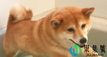 狗狗洗澡不吹干会得皮肤病吗(为什么要给狗洗澡)