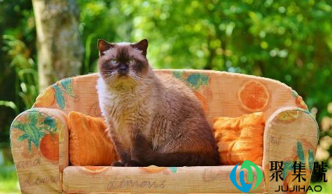 猫为什么突然尿被子（怎么杜绝猫在床上尿）