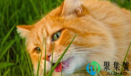 没有猫草怎么让猫吐毛(猫咪为什么吐毛球)