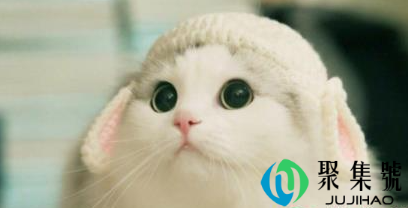 猫咪有炎症不能吃什么(猫咪炎症的症状表现)