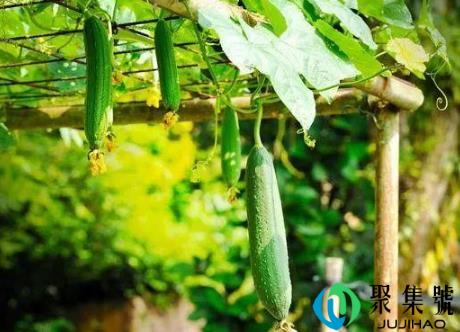 丝瓜什么时候种植最好(夏天种丝瓜成活率高不)