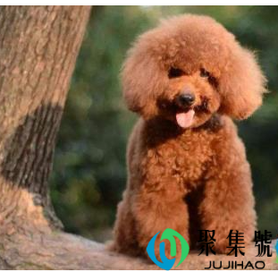 泰迪口臭吃点什么(一岁半的小泰迪口臭是什么原因)