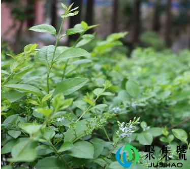 如何让绿植快速服盆(花卉服盆需多长时间)