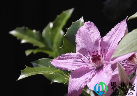 铁线莲种根要全部埋起来吗（铁线莲种植时间）
