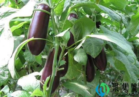 茄子种植方法及注意事项(茄子怎么养殖才能高产)