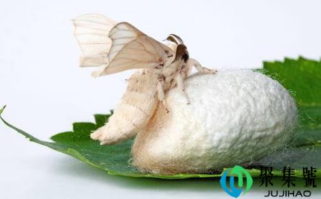 蚕宝宝最后变成飞蛾还是蝴蝶（蚕变成飞蛾后怎样让它产卵）