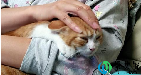 幼猫吃水果会拉肚子吗（猫拉肚子会是什么病）