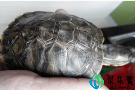 乌龟甲片翘起来了怎么办(乌龟腐甲病的症状)