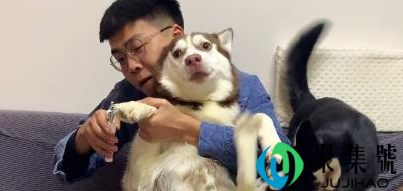 狗子剪指甲剪流血了怎么办(狗狗剪指甲疼吗)
