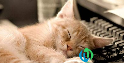 猫咪突然爱睡觉是怀孕了吗(猫咪睡觉会做梦吗)