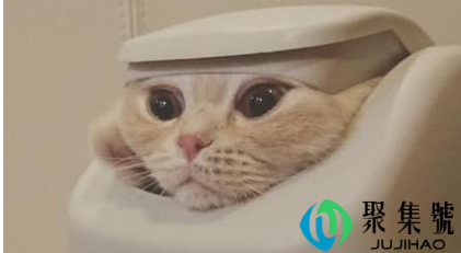 如何防止猫咪翻垃圾桶（为什么猫咪喜欢翻垃圾）