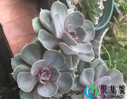 多肉放窗台为什么不变色(多肉应该怎么养)