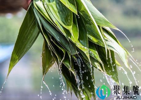 新鲜粽叶变黄了还能用吗