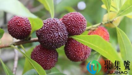 几月份是吃杨梅的季节