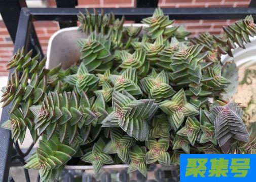 多肉茜之塔好养活不