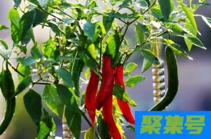 辣椒坐果率低是环境不行吗