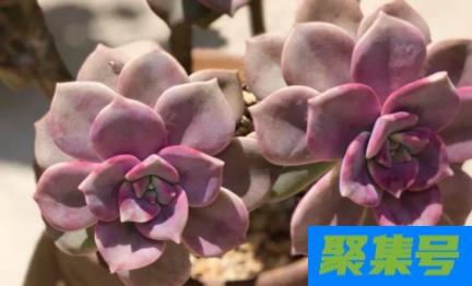 紫乐叶子变软起皱原因是什么