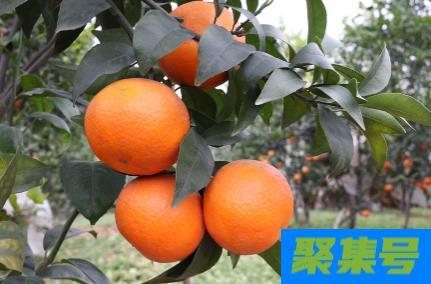 沃柑新梢黄是什么原因