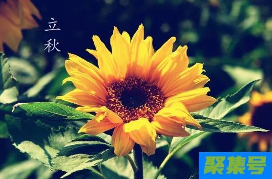 立秋在中伏气候会怎样2021