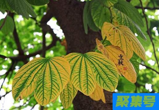 2021立秋后有多少个秋老虎