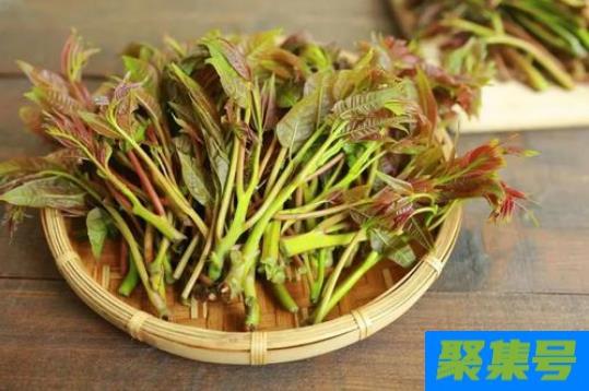 香椿焯水是冷水下锅还是热水下锅