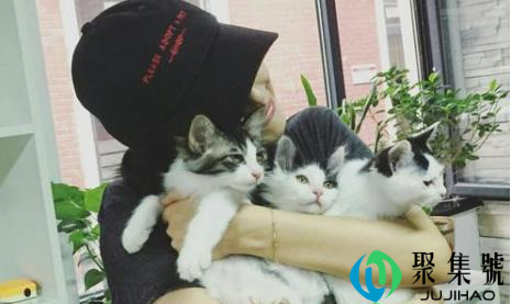 猫咪不喜欢主人抱是怎么回事(猫咪不喜欢主人的表现)