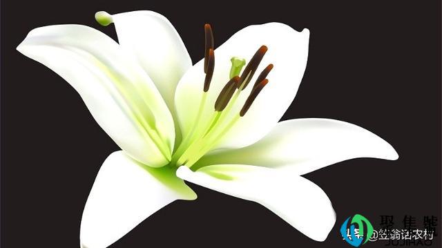 百合的种植条件和方法(百合的栽培管理技术要点)