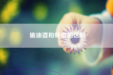 偷油婆和蟑螂的区别