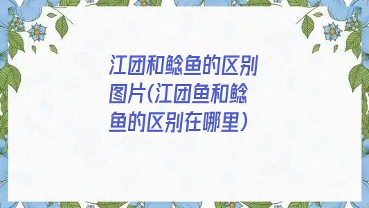 江团和鲶鱼的区别图片(江团鱼和鲶鱼的区别在哪里)