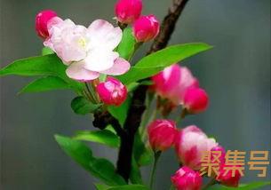 关于赞石榴花开的七言词句（文案素材)