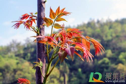 香椿亚硝酸盐含量高吗(香椿是酸性还是碱性)